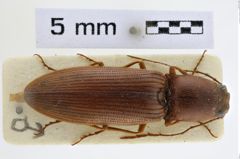 Foto (Dorsalansicht) von Stenagostus zuercheri (NHMW-ZOO-COL-0008969)